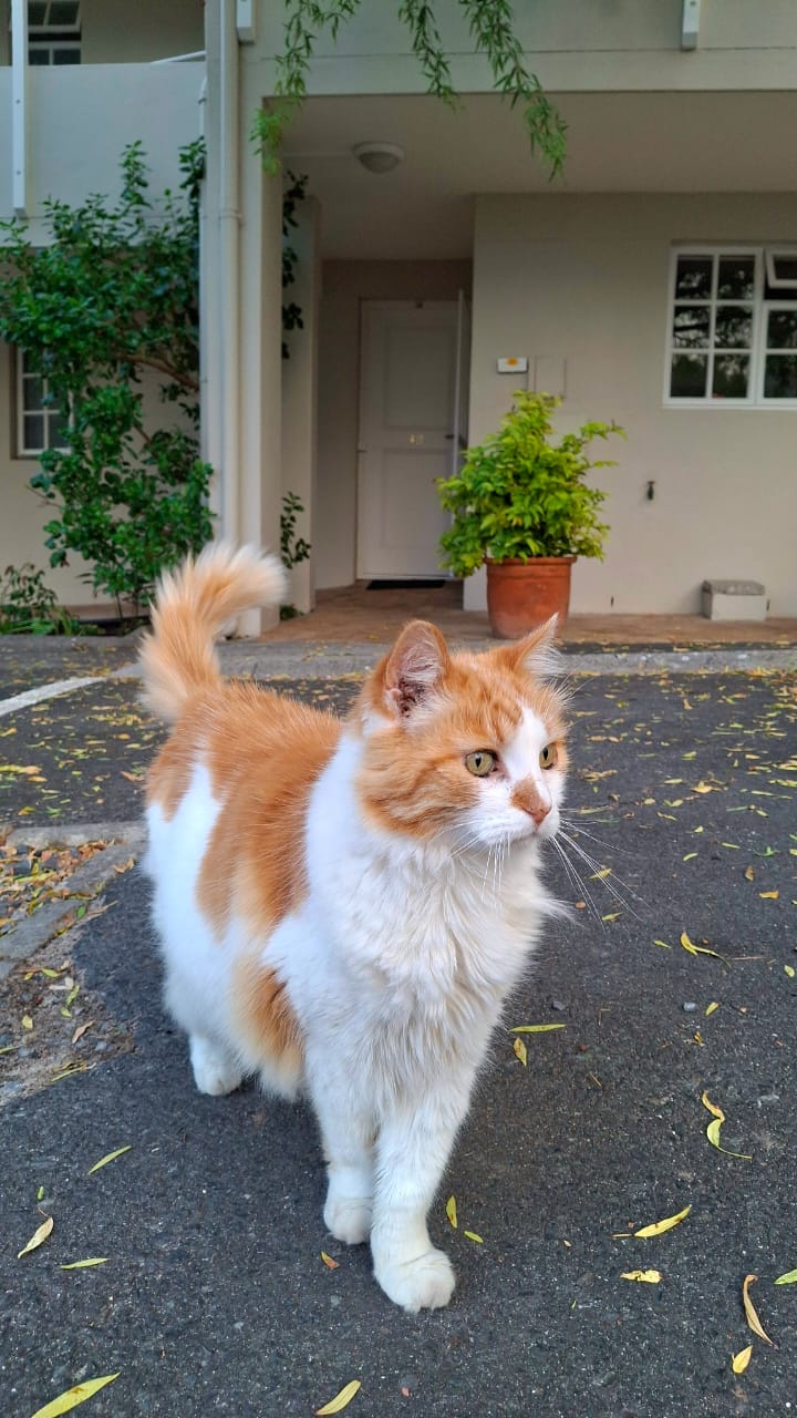 Resident cat enjoying the village