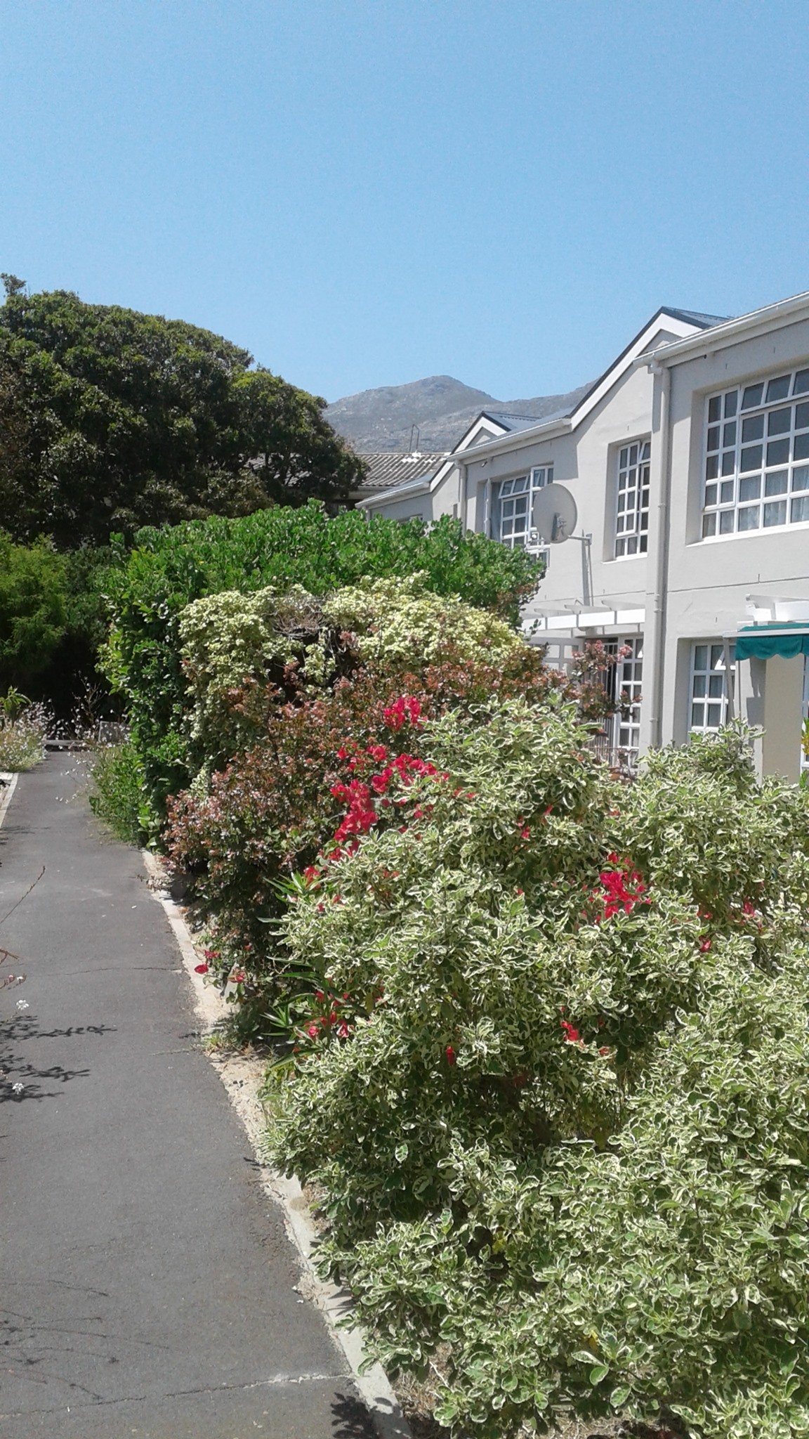 Shaded garden walkway