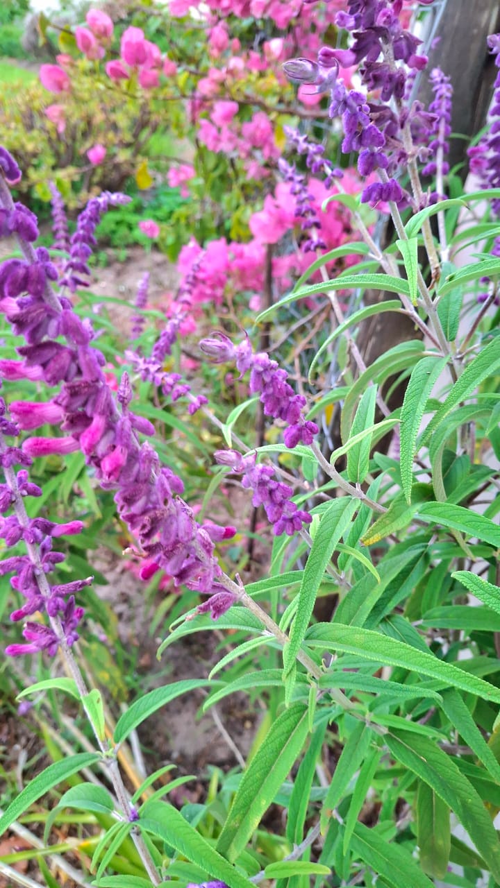 Purple salvia in the gardens